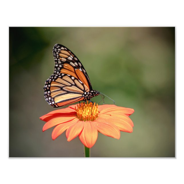 Foto Mariposa monarca en una flor naranja (Frente)