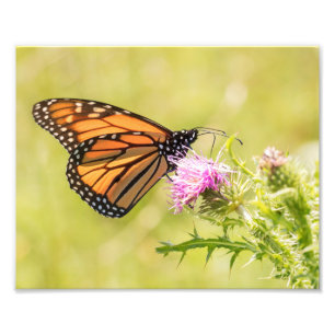 Foto Mariposa monarca sobre el cardo