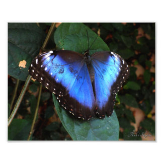 Foto Mariposa morfa azul común