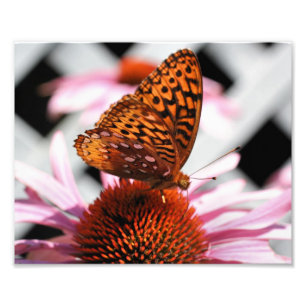 Foto Mariposa naranja En Flor Echinacea 8x10