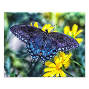 Foto Mariposa negra de Swallowtail en las flores