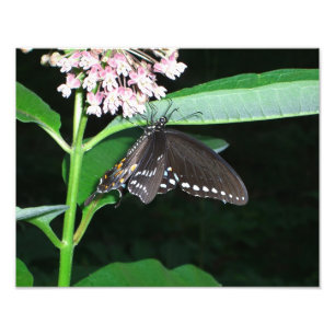 Foto Mariposa nocturna cola de golondrina negra en Shen