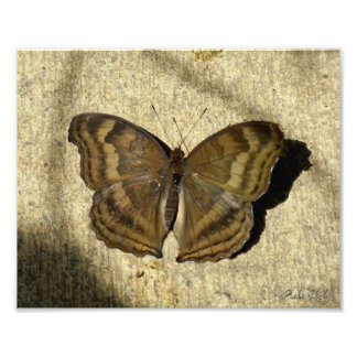 Foto Mariposa Pansy de chocolate