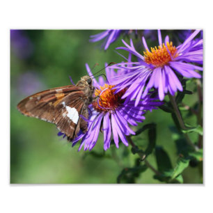 Foto Mariposa Pintada Sobre Flor De Áster Silvestre 8x1