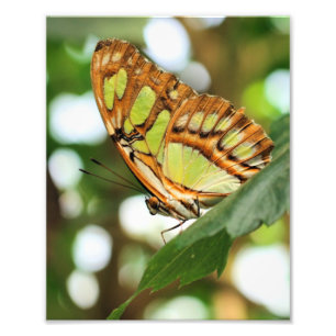 Foto Mariposa posando cerca 8x10