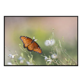 Foto Mariposa Reina en luz de la mañana