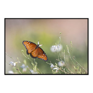 Foto Mariposa Reina en luz de la mañana