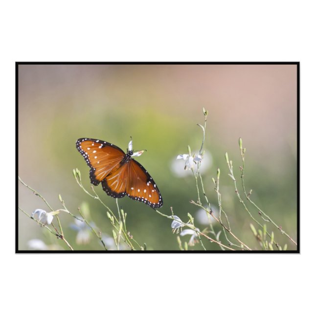 Foto Mariposa Reina en luz de la mañana (Frente)