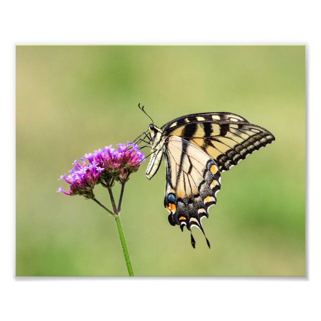 Foto Mariposa Swallowtail del Tigre del Este (Frente)