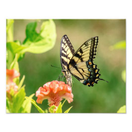 Foto Mariposa Swallowtail del Tigre del Este