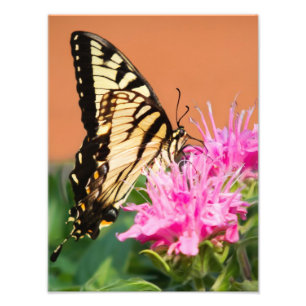 Foto Mariposa Swallowtail del Tigre del Este