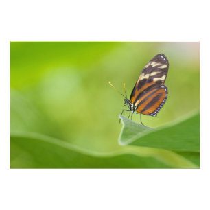 Foto Mariposa tigre de largo