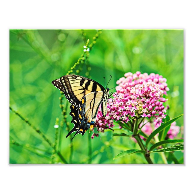 Foto Mariposa Trasera del Tigre Oriental (Frente)