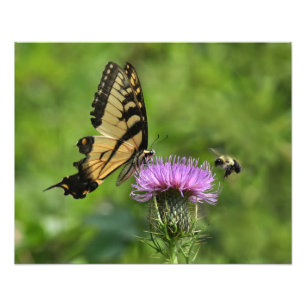 Foto Mariposa y abeja