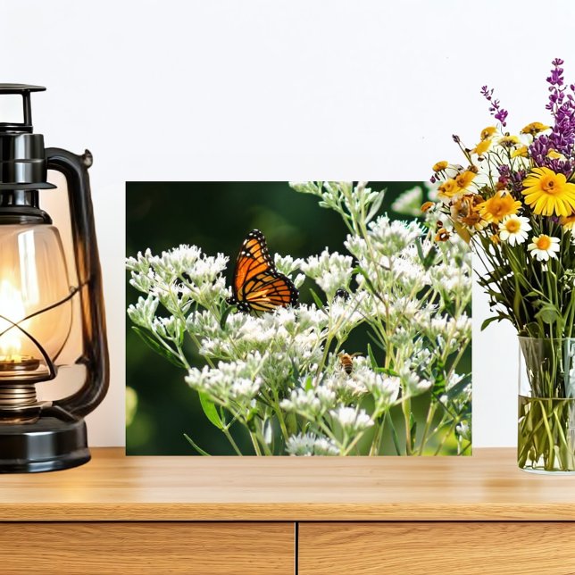 Foto Mariposa y abejas en flor común blanca (A beautiful orange and black monarch butterfly pollinates white native flowers with two bees helping)