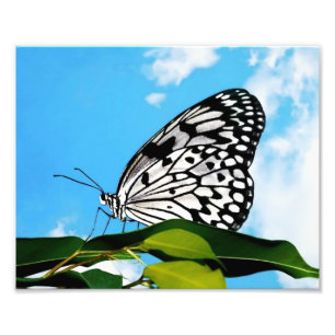 Foto Mariposa y cielo