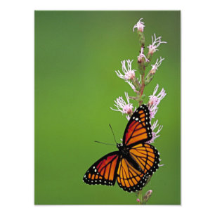 Foto Mariposa y flor de monarca en fondo verde