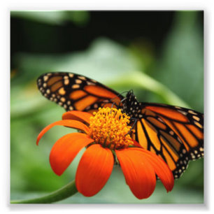 Foto Mariposa y flor Naranja