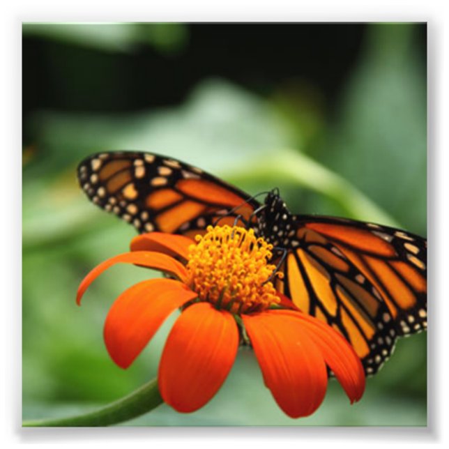 Foto Mariposa y flor Naranja (Frente)