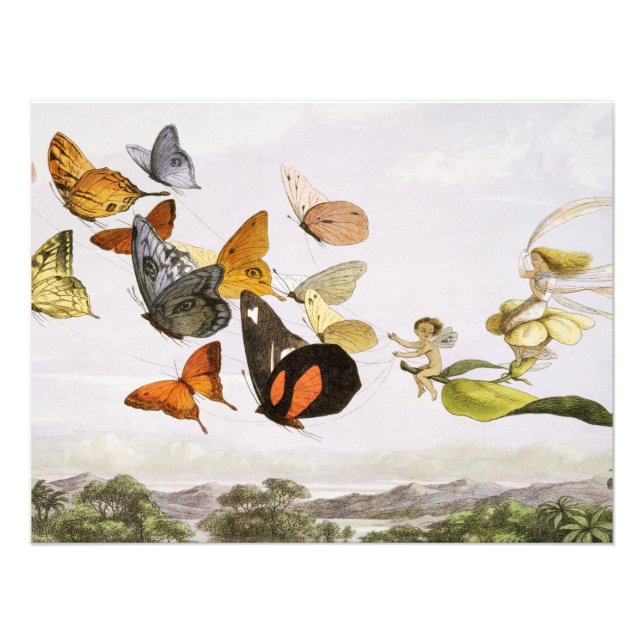 Foto Mariposas antiguas y arte de Ilustracion antiguo (Frente)