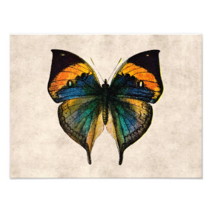 Foto Mariposas del Ilustracion de Mariposa Vintage del 