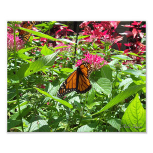 Foto Mariposas monarcas
