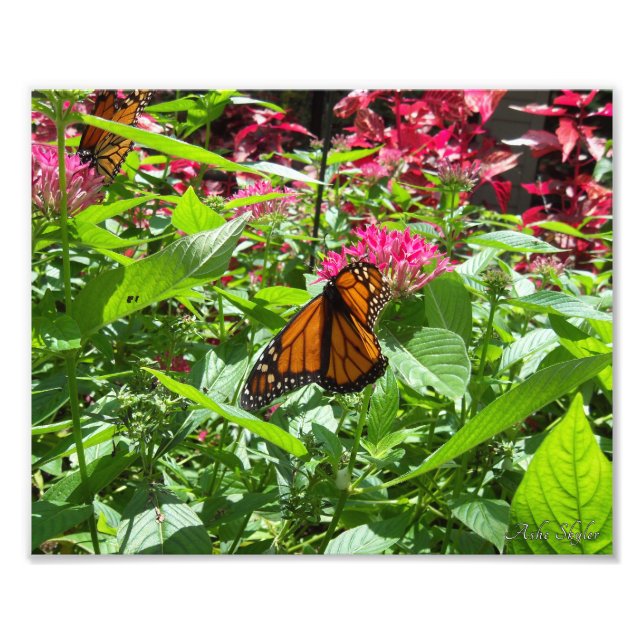 Foto Mariposas monarcas (Frente)