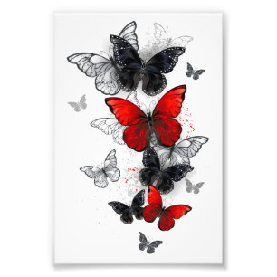 Foto Mariposas Morpho voladoras negras y rojas