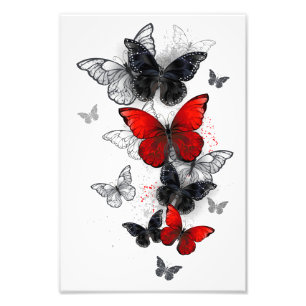 Foto Mariposas Morpho voladoras negras y rojas
