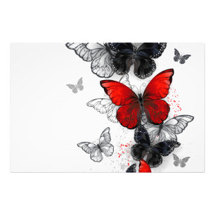 Foto Mariposas Morpho voladoras negras y rojas
