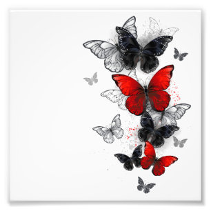 Foto Mariposas Morpho voladoras negras y rojas