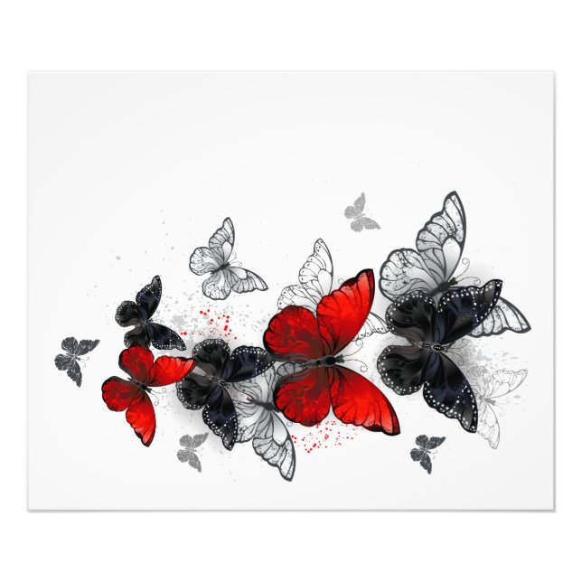 Foto Mariposas Morpho voladoras negras y rojas (Frente)