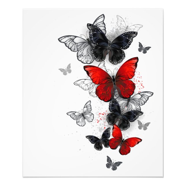 Foto Mariposas Morpho voladoras negras y rojas (Frente)
