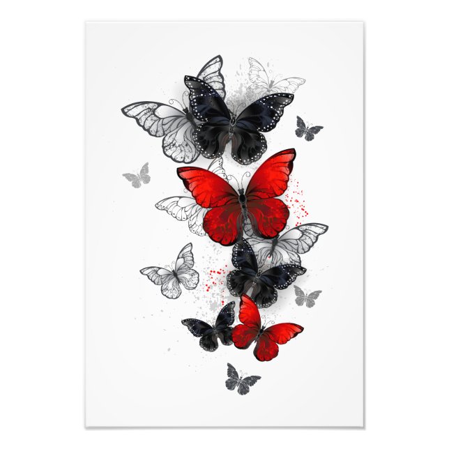 Foto Mariposas Morpho voladoras negras y rojas (Frente)