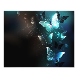 Foto Mariposas nocturnas