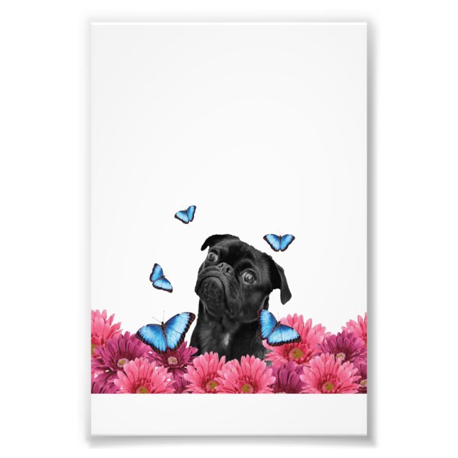 Foto Mariposas Pug Gerbera | Perro negro lindo (Frente)