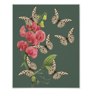 Foto Mariposas Y Flor De Pea Dulce 8x10