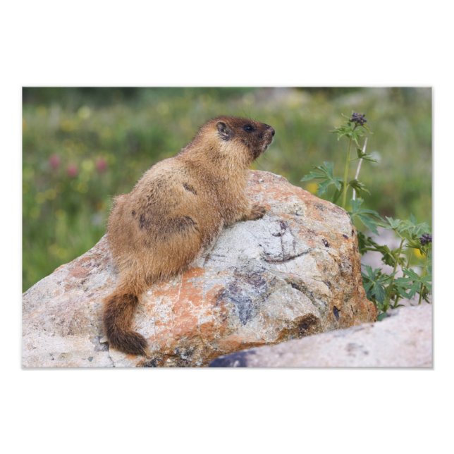 Foto Marmot de barriga amarilla, Marmota flaviventris, (Frente)