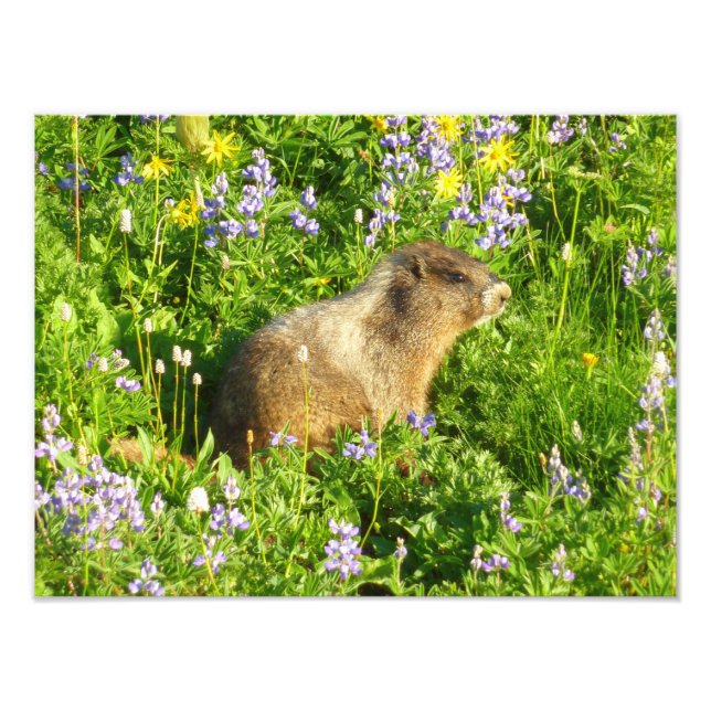 Foto Marmot en Mont Rainier Wildflowers (Frente)