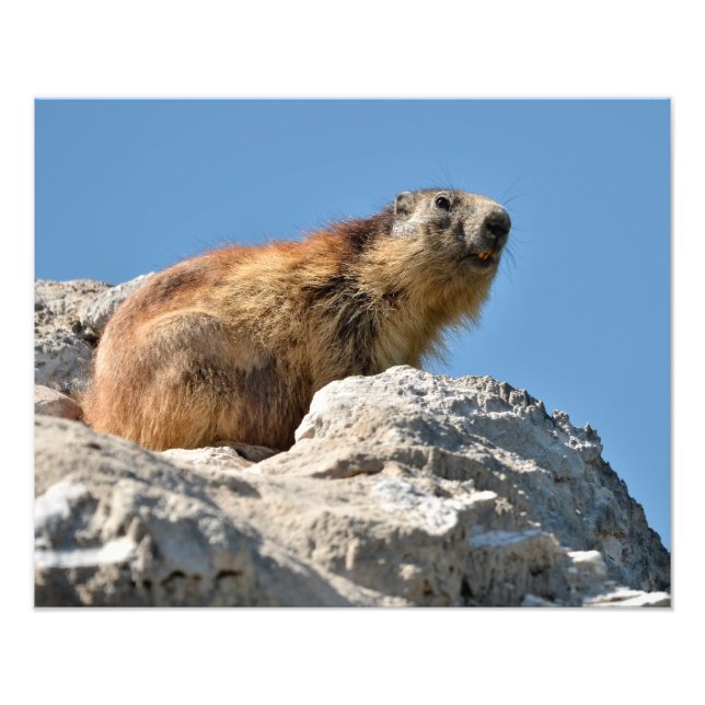 Foto Marmota alpina en roca (Frente)