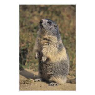 Foto Marmota alpina, Marmota marmota, adulta en pie