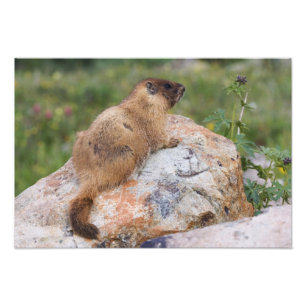 Foto Marmota de vientre amarillo, Marmota flaviventris,