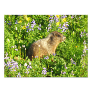 Foto Marmota en flores silvestres del Monte Rainier