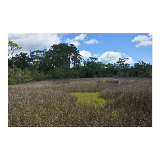 Foto marshland Florida (Frente)