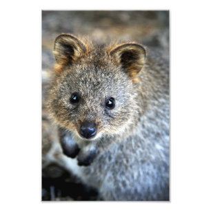 Foto Marsupial australiano occidental de Quokka