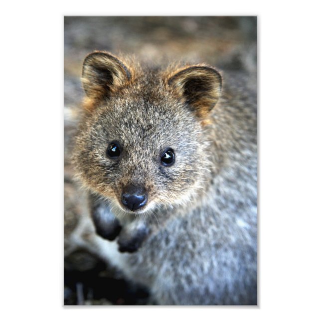 Foto Marsupial de Quokka (Frente)