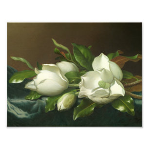 Foto Martin Johnson Heade - Magnolias en azul claro