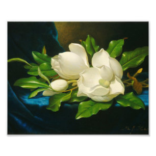 Foto Martin Johnson Heade - Magnolias gigantes