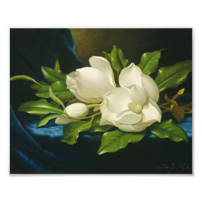 Foto Martin Johnson Heade - Magnolias gigantes (Frente)