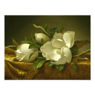 Foto Martin Johnson Heade - Magnolias sobre Velvet de O